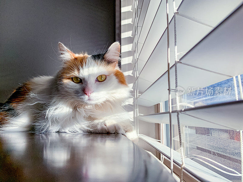 美丽快乐的女性室内家纺毛绒绒家猫猫宠物在一张木桌上看在冬天透过百叶窗到日落的户外