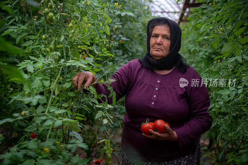 采摘成熟番茄的妇女