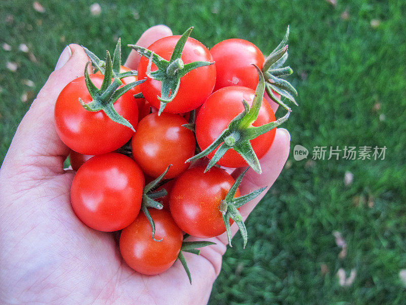 藤蔓成熟的红番茄生长在后院的菜园，以确保粮食安全