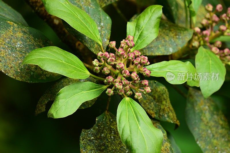 一簇花芽和新叶在枯萎的老叶上生长