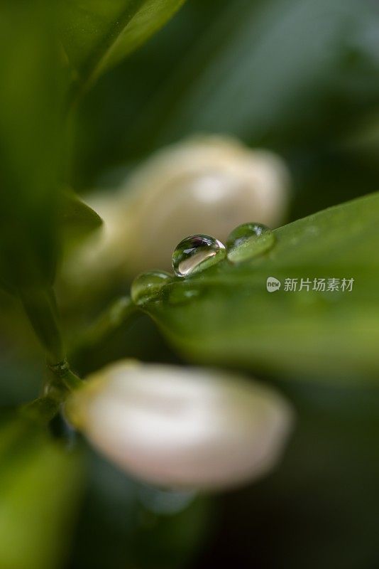 春天的金橘叶子上的雨点