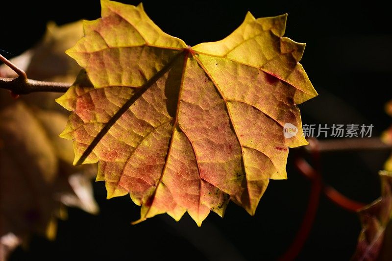 葡萄叶上的嫩芽带有红色，绿色和黄色的色调