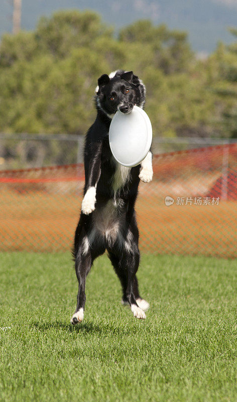 边境牧羊犬接住飞盘