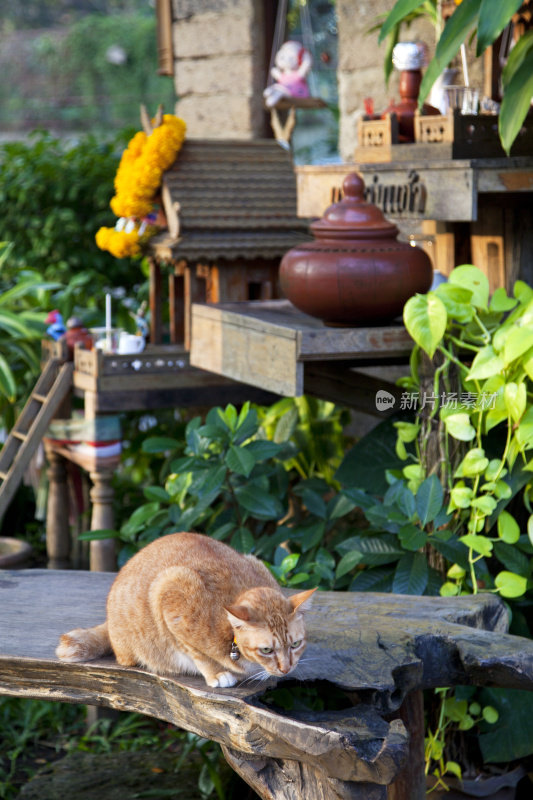 猫在小佛龛前，泰国。