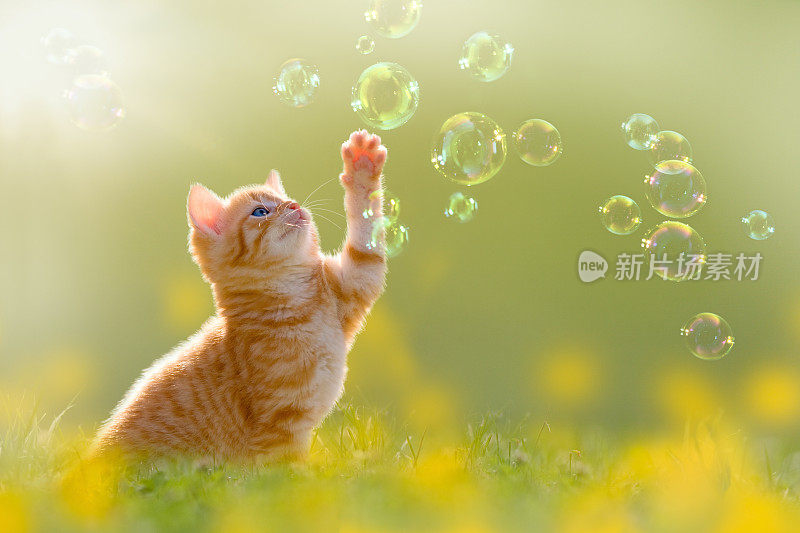 小猫在草地上玩肥皂泡，肥皂泡