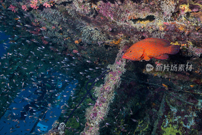 水下沉船中的石斑鱼和发光的红雀鱼