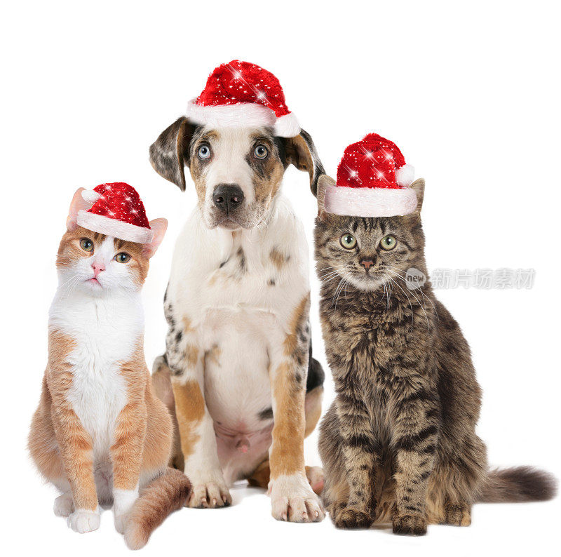 小狗和两只戴着圣诞帽的猫