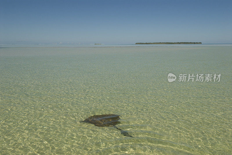 黄貂鱼在广阔的泻湖
