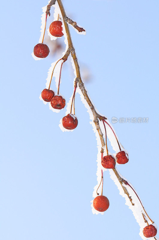 雪里的红苹果