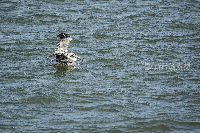 褐鹈鹕在海洋中降落