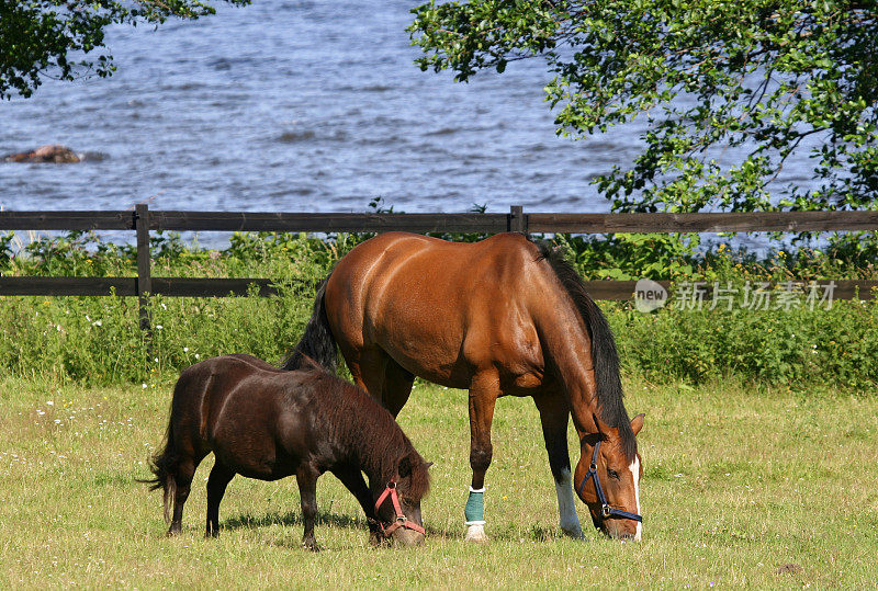 小马驹和大马在吃草