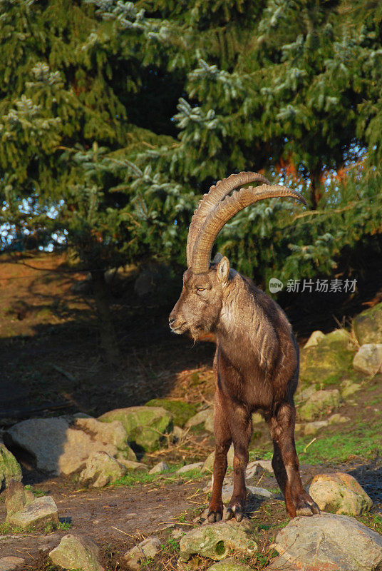 高山野山羊，有弯角的公鹿