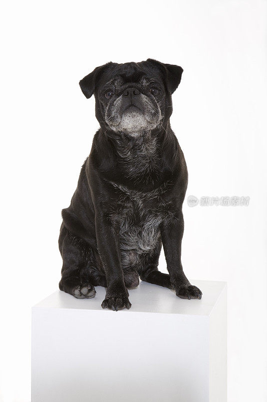 黑色的哈巴狗肖像