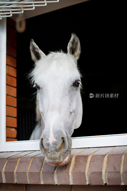 从马厩窗口望出去的白马