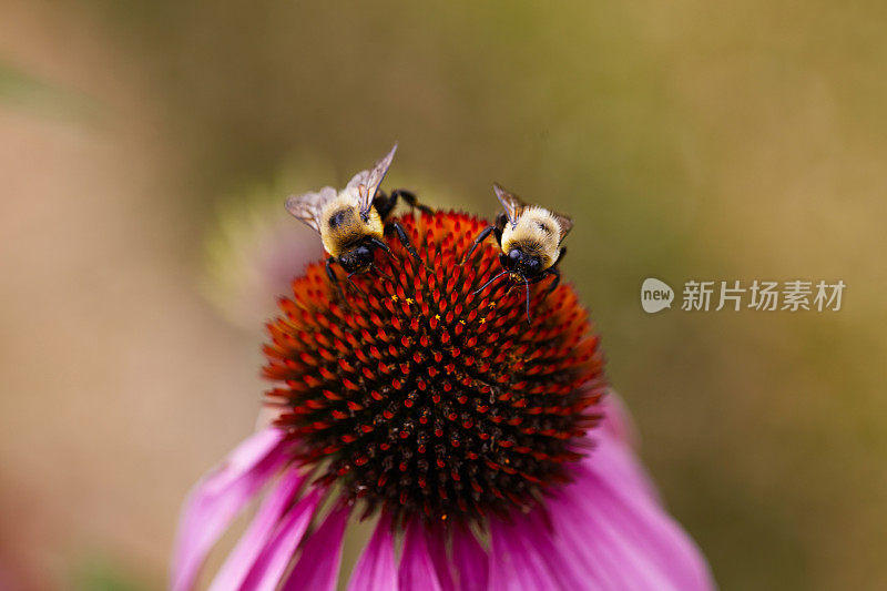 大黄蜂在松果菊