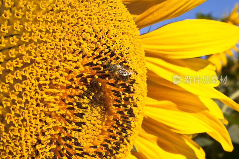 向日葵里的蜜蜂