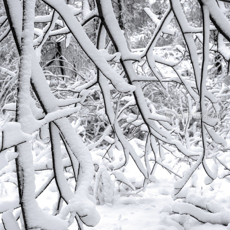 冬天的森林里下雪了