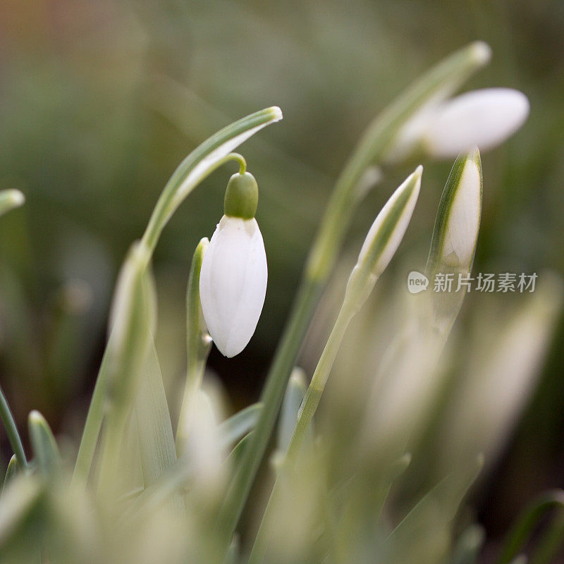 雪花莲(雪花)