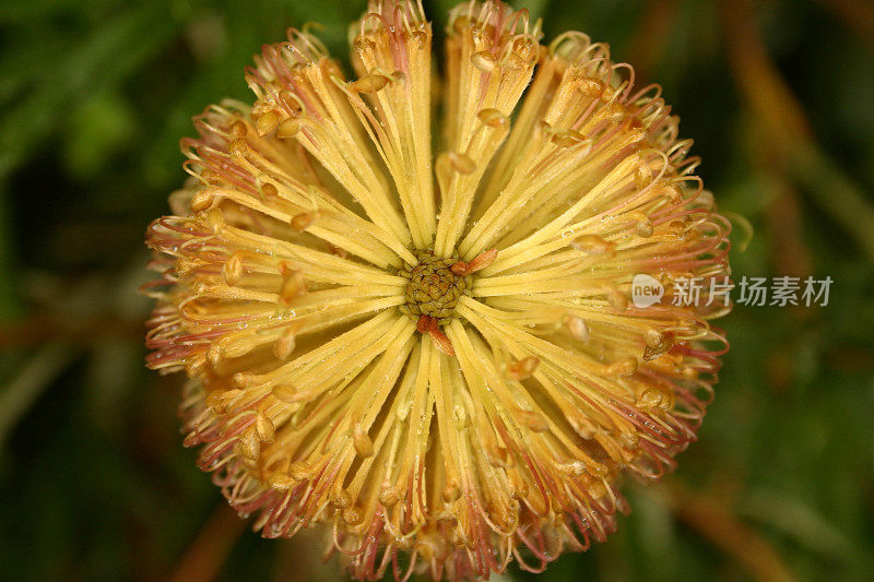 澳大利亚拔克西木属的花