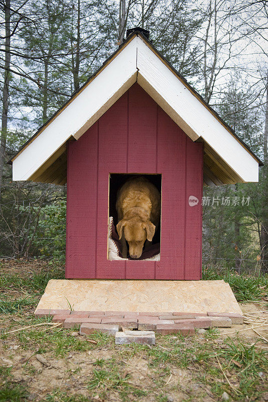 红色a形狗屋中的狗