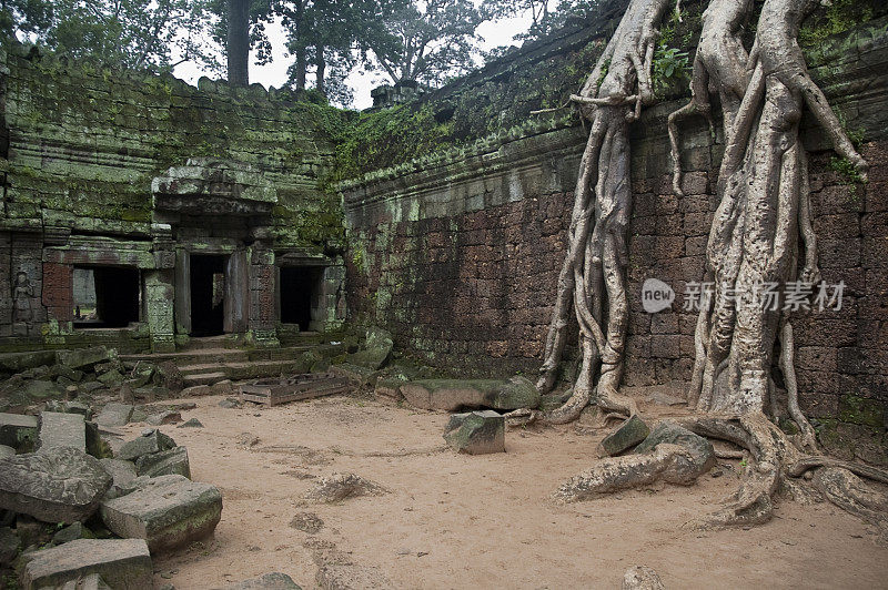 柬埔寨吴哥窟塔普隆寺的巨根