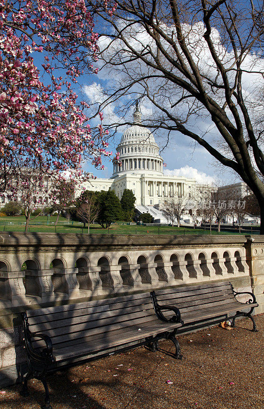 美国国会大厦在春天和木兰开花