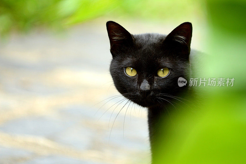 泰国黑猫躲在灌木丛后面