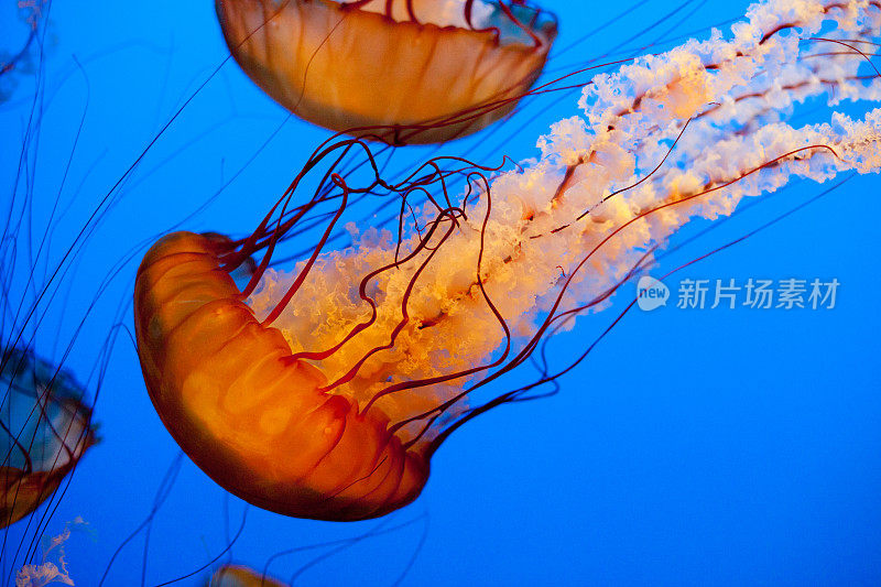 蓝色海水里的金色水母