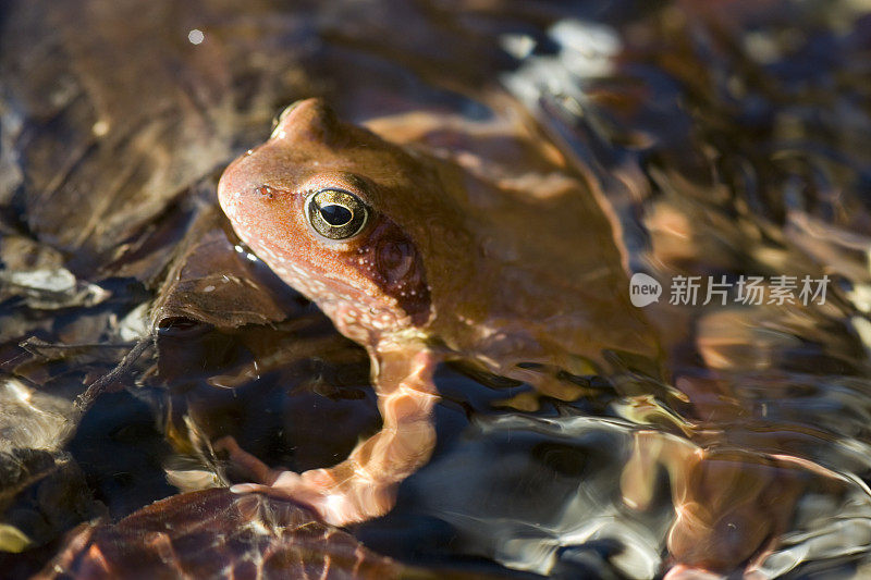 常见的青蛙