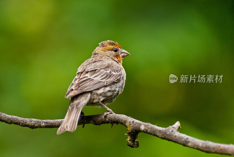 雄性家雀(橙色变种)