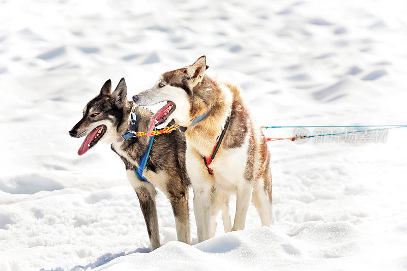 雪橇犬停在雪地里