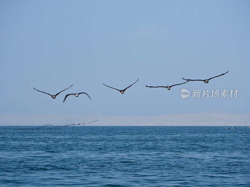 鹈鹕在海浪上低飞