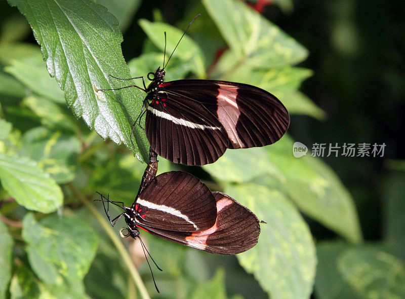 深红色Longwings交配