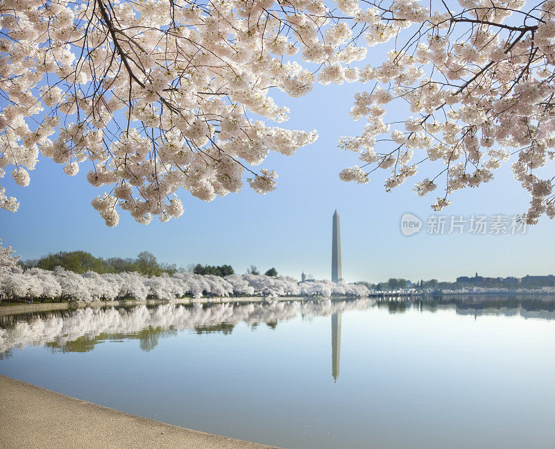 华盛顿纪念碑和映照在潮汐盆地的樱花