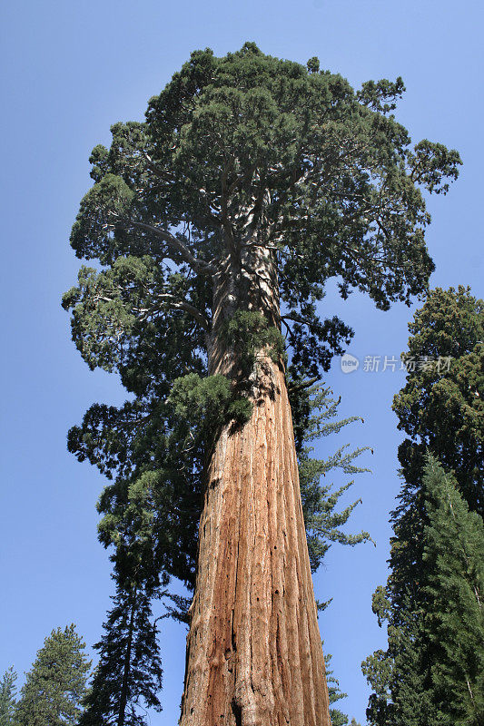 加州红杉红木