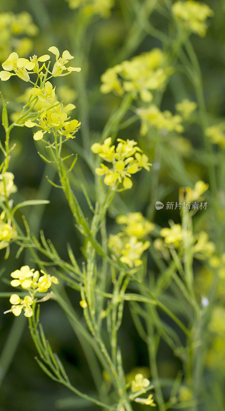 黑芥末(黑芸苔)