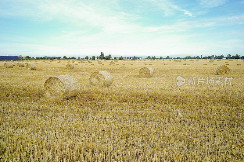 德国海德堡拉登堡附近有干草的麦田