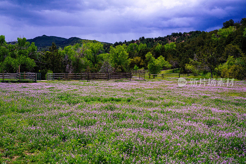 田园里的紫花