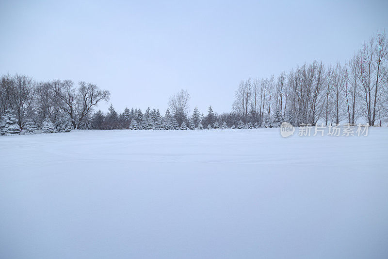 雪地与成排的树-明尼苏达的冬天