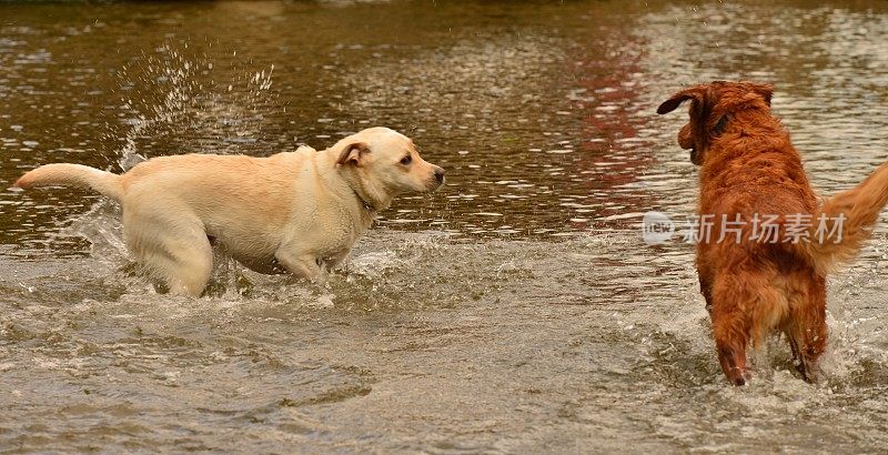 狗在河里戏水