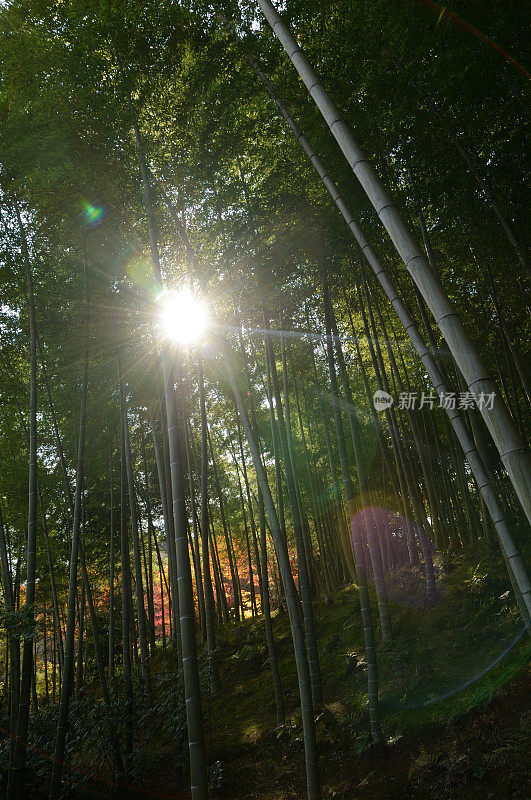 阳光穿过树林