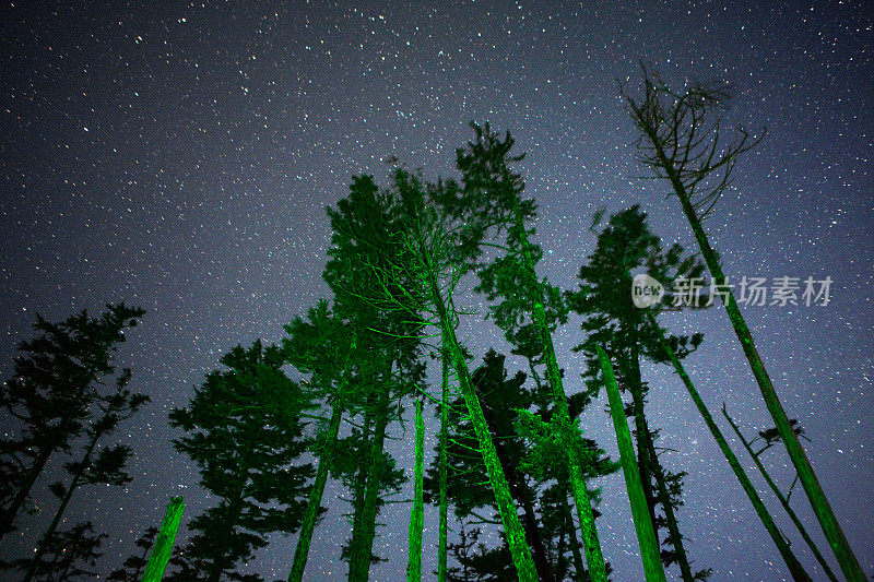 森林的夜晚