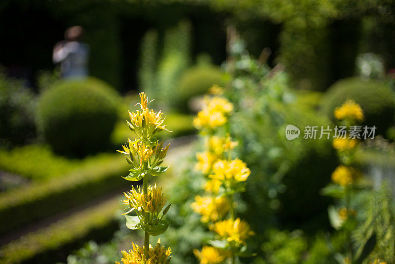 黄色的花在一个宁静的花园里