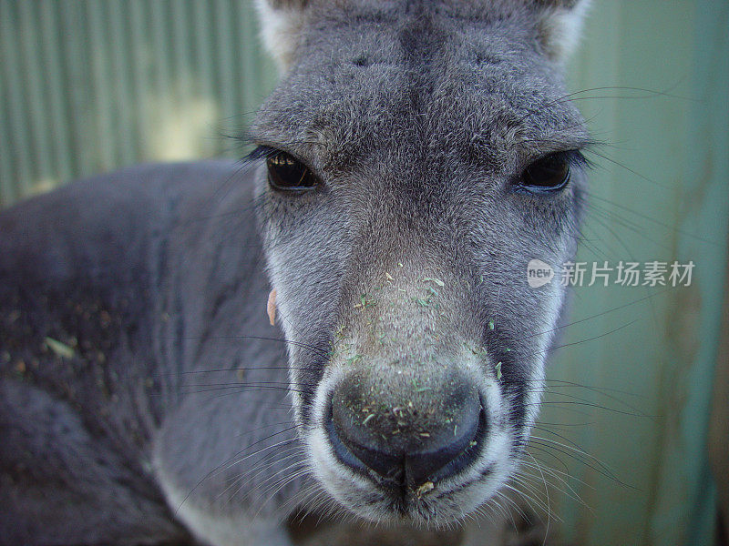 Roo特写镜头