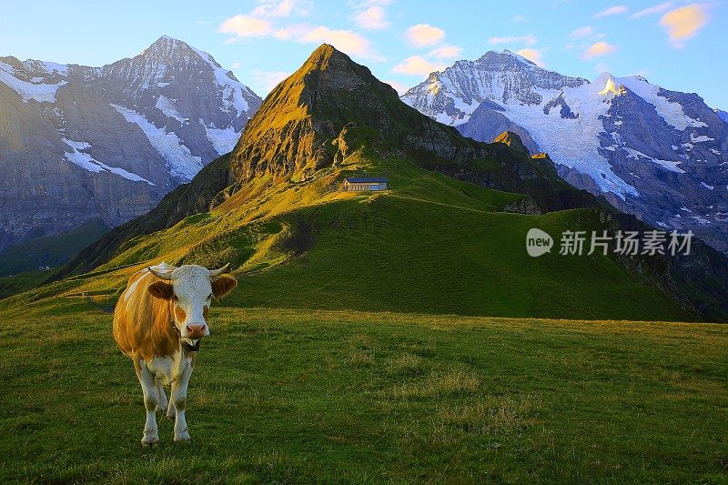 孤独的奶牛，蒙克和少女，格林德沃山谷:瑞士阿尔卑斯山的日出