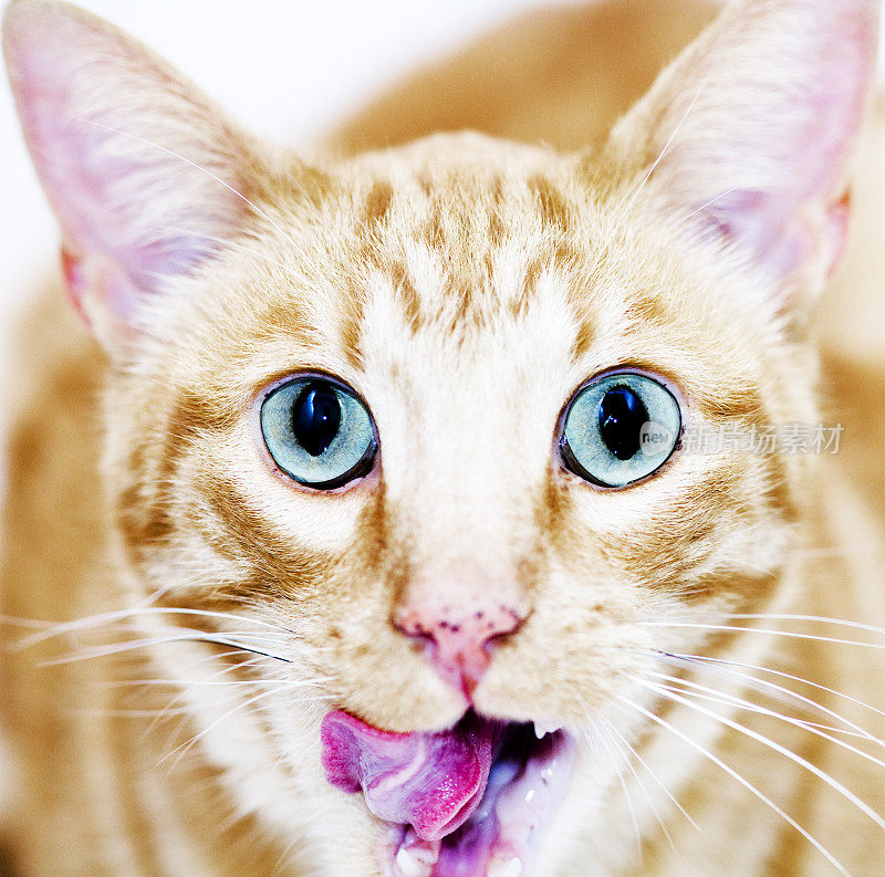 猫用舌头舔自己