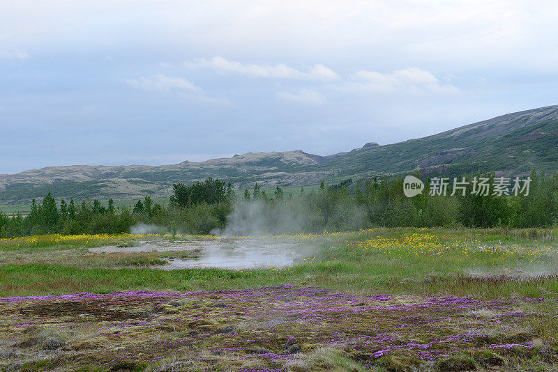 冰岛Geysir温泉的野花