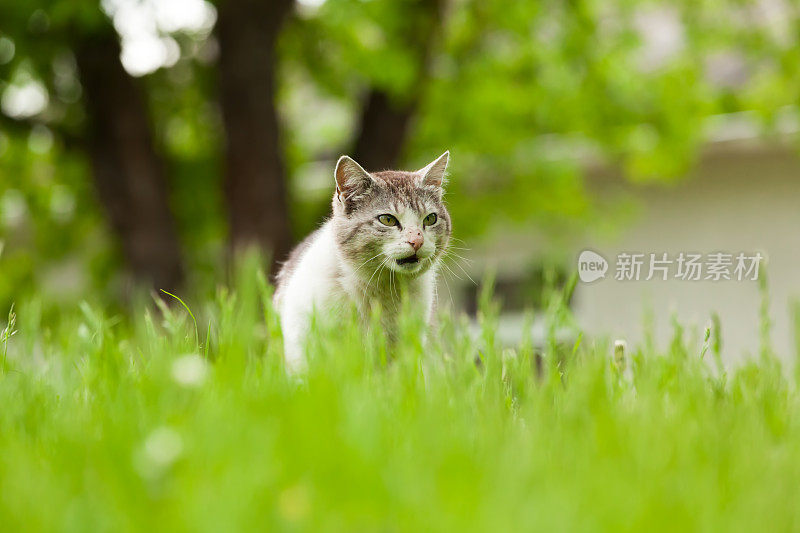 猫在绿色的草坪上觅食。