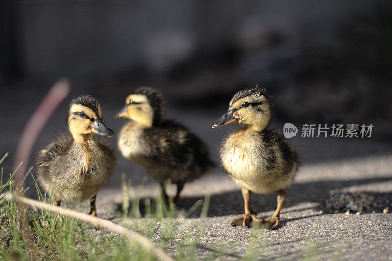 小鸭子在散步