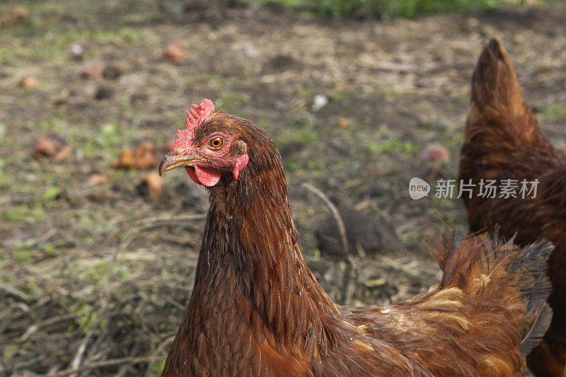 罗德岛红鸡在院子里游荡